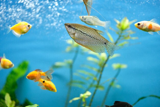 Bunte exotische Fische schwimmen im tiefblauen Wasseraquarium mit grünen tropischen Pflanzen