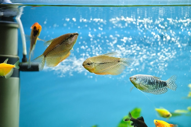 Bunte exotische Fische schwimmen im tiefblauen Wasseraquarium mit grünen tropischen Pflanzen.