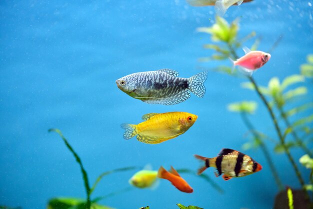 Foto bunte exotische fische schwimmen im tiefblauen wasseraquarium mit grünen tropischen pflanzen