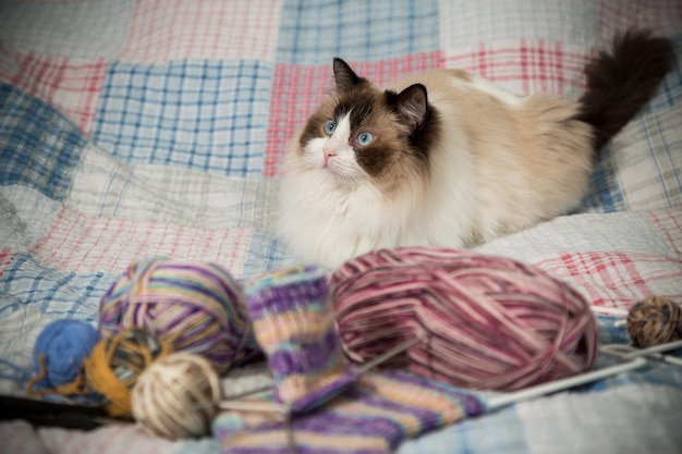 Bunte Fäden, Stricknadeln und andere Gegenstände zum Handstricken und eine süße Hauskatze Ragdoll auf dem Bett