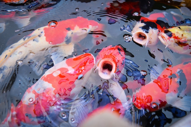 Bunte fantastische Koi-Fische auf dem Oberflächenwasser - schöne Fischkarpfen, die im Teichgarten schwimmen, genießen das Futtermittelschwimmen