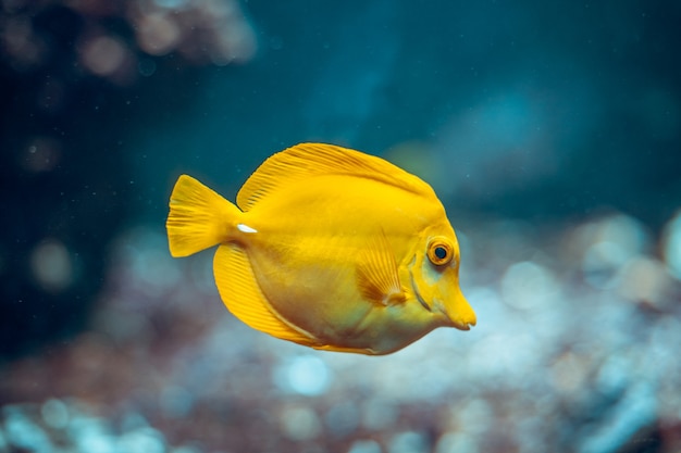 Bunte Fische im Aquarium im Zoo