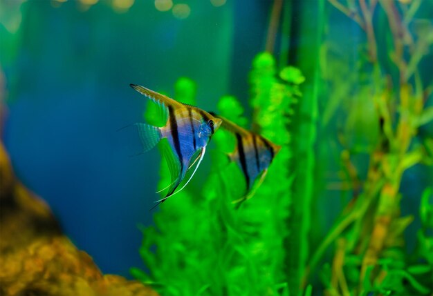 Bunte Fische im Aquarium