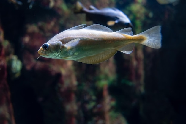 Bunte Fische schwimmen ruhig im Aquarium mit anderen Fischen anderer Arten