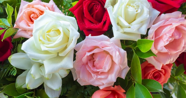 Bunte frische Rosen oder mehrfarbiger Rosenhintergrund Ein schöner Strauß Rosen zum Valentinstag