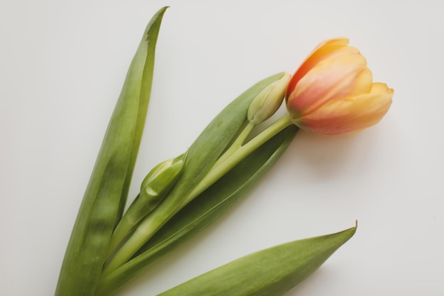 Bunte frische Tulpen auf weißem Hintergrund Valentinstag 8. März Frühling Hintergrund