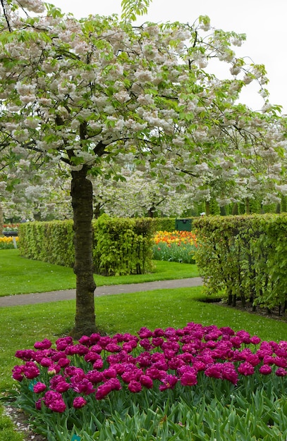 Bunte Frühlingsblüte im holländischen Garten 'Keukenhof', Holland