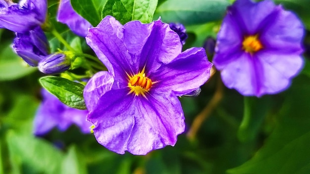 bunte Frühlingsblumen im Garten