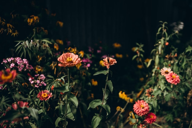 bunte Gartenblumen in der hellen Sonne