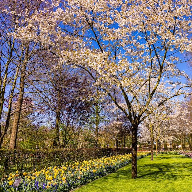 Bunte Gartenlandschaft und Rasenfläche