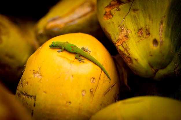 Foto bunte gecko-eidechse über kokosnüssen