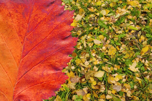 Bunte gefallene Blätter im Herbst Herbstblätter Hintergrund Bunte Blätter im Herbst Herbstblätter Hintergrund