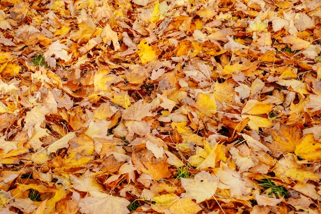 Bunte gefallene rote orange gelbe Herbstahornblätter Hintergrund Nahaufnahme Herbststimmung