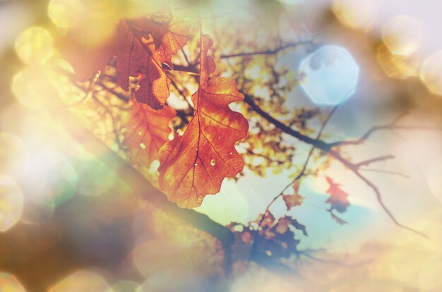 Bunte gelbe Blätter in der Herbstsaison. Nahaufnahme. Geeignet für Hintergrundbild.
