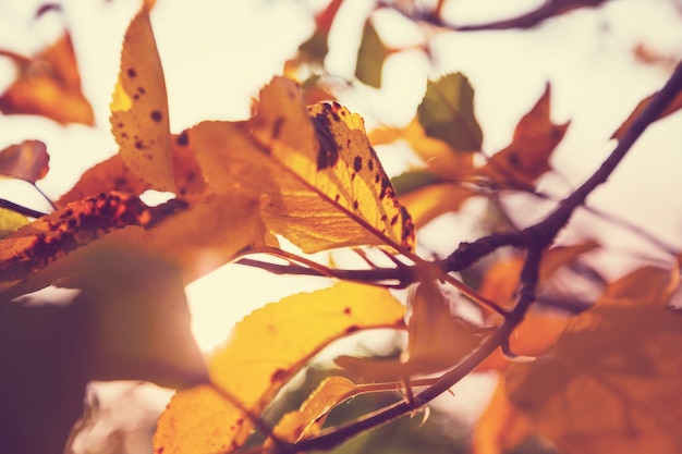 Bunte gelbe Blätter in der Herbstsaison. Nahaufnahme. Geeignet für Hintergrundbild.