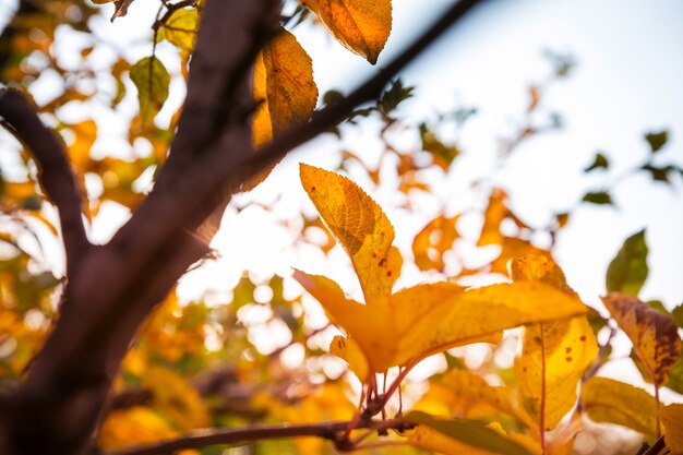 Bunte gelbe Blätter in der Herbstsaison. Nahaufnahme. Geeignet für Hintergrundbild.