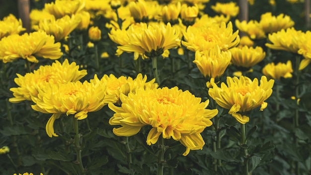 Bunte gelbe und orange Chrysanthemenblumenblüte im Bauernhof