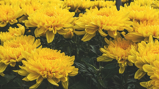 Bunte gelbe und orange Chrysanthemenblumenblüte im Bauernhof