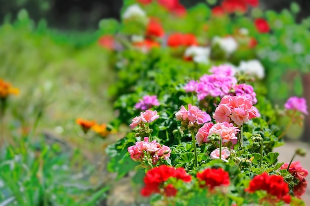 Bunte Geranien in einem grünen Garten