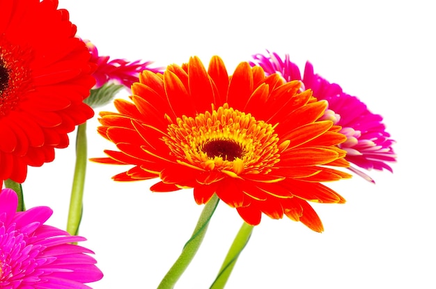 Bunte Gerbera