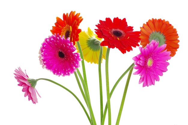 Bunte Gerberas auf weißem Hintergrund