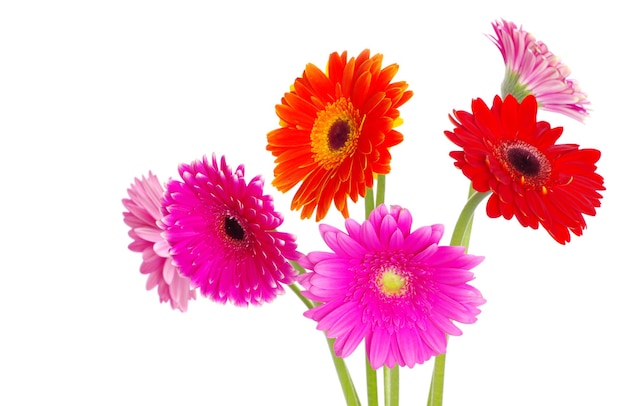 Bunte Gerberas auf weißem Hintergrund