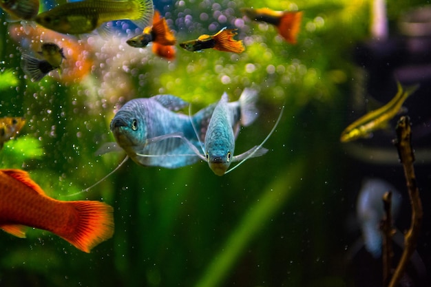 Bunte Gouramifische im Aquarium