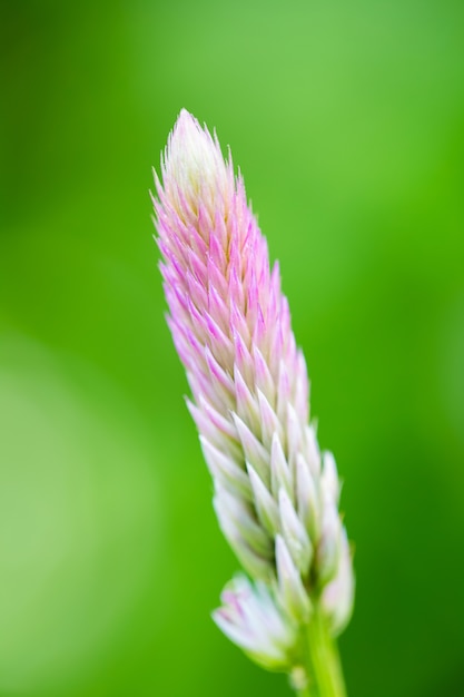 Bunte Grasblumen