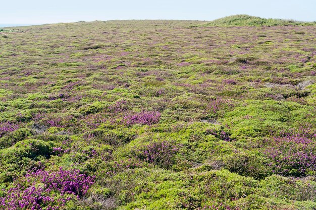 bunte Heide-Vegetation