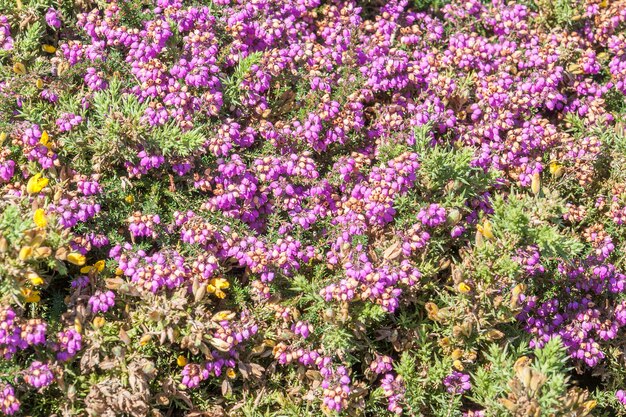 bunte Heide-Vegetation