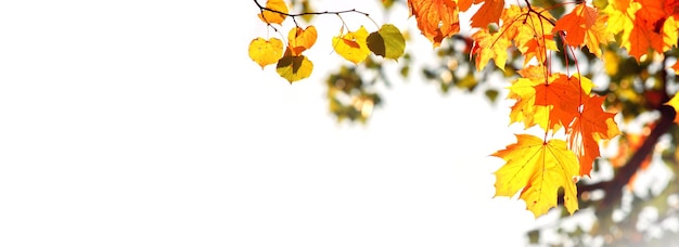 Bunte helle Blätter isoliert auf weißem Hintergrund