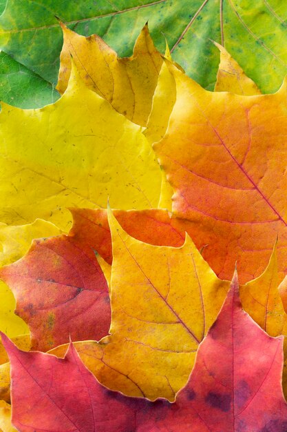 Bunte Herbst Ahorn Blätter Nahaufnahme als Hintergrund