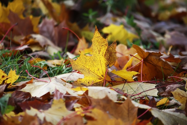 Bunte Herbst Herbst Ahornblätter auf dem Boden im Wald