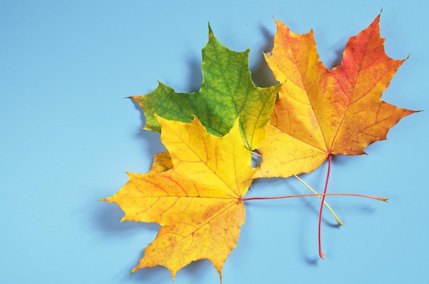 Bunte Herbstahornblätter auf blauer Tischplatteansicht