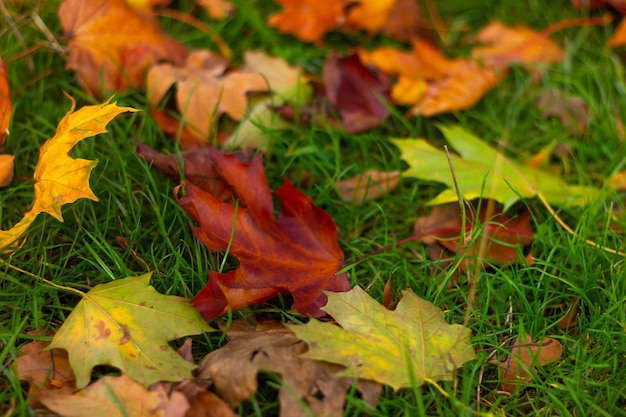 Bunte Herbstahornblätter aus den Grund