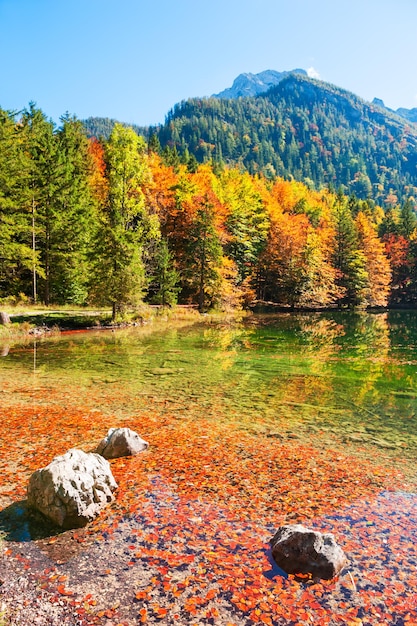 Bunte Herbstbäume am Ufer des Hinterer Langbathsees in den Alpenbergen, Österreich.