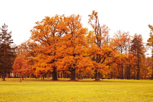 Bunte Herbstbäume im Park