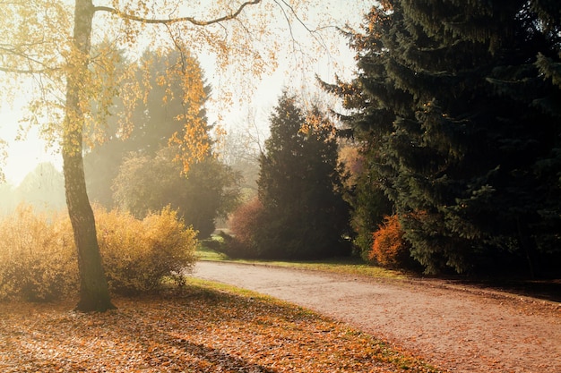 Bunte Herbstbäume im Park