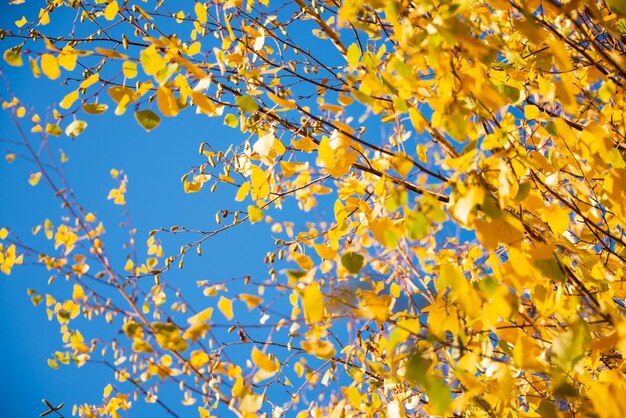 Bunte Herbstbäume verzweigen sich mit gelben Blättern in der Natur im Herbst