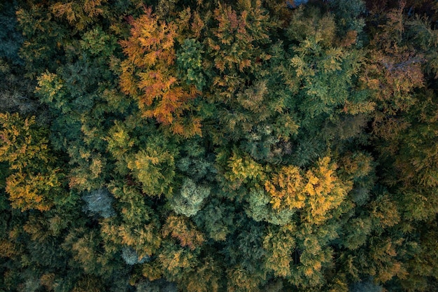 Bunte Herbstbäume von oben fotografiert