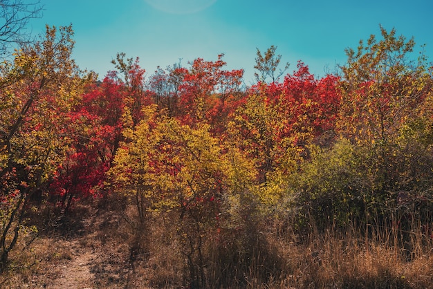 Bunte Herbstbäume