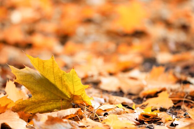 Bunte Herbstblätter auf dem Boden im Park aus nächster Nähe