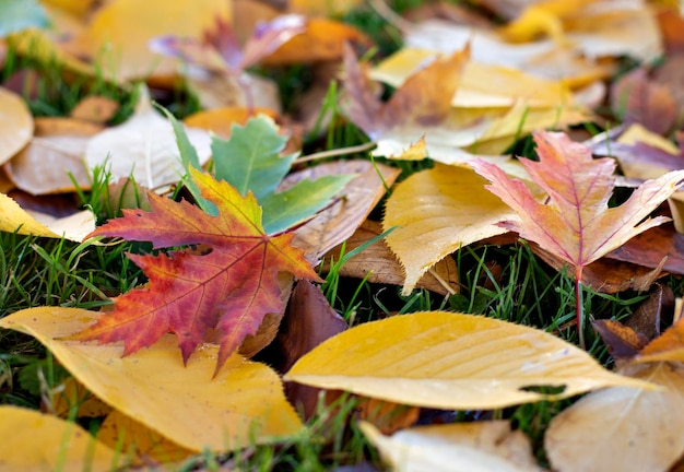 bunte Herbstblätter auf der Wiese