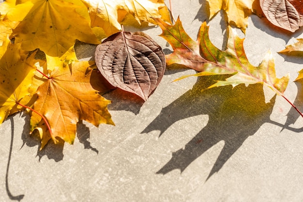 Bunte Herbstblätter auf einem grauen Steinhintergrund. Ansicht von oben. Platz kopieren