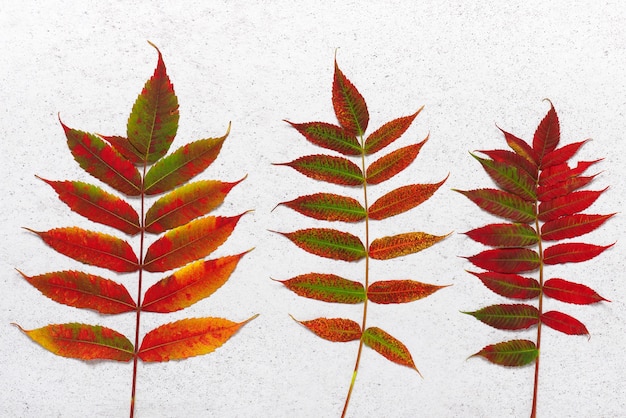 Bunte Herbstblätter des Hirschhorn-Sumach-Baumes auf dem hellen Steinhintergrund