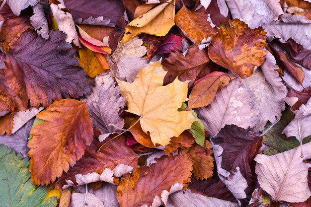 Bunte Herbstblätter. Herbsthintergrund. Die Grundlage für die Postkarte
