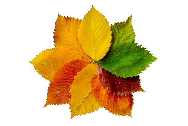 Bunte Herbstblätter Kreiszusammensetzung isoliert auf weißem Hintergrund
