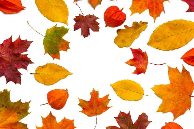 Bunte Herbstblätter mit Physalisblumen lokalisiert auf weißem Hintergrund