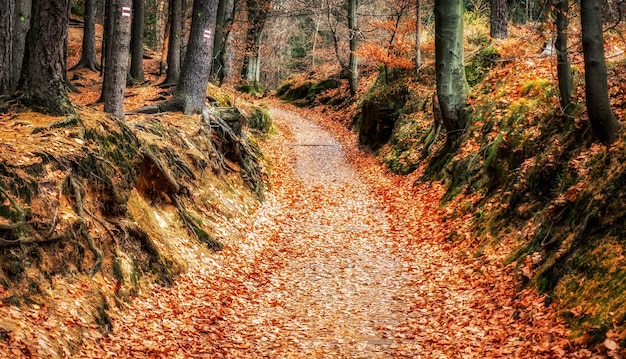 Bunte Herbstblätter von Bäumen im Laubwald