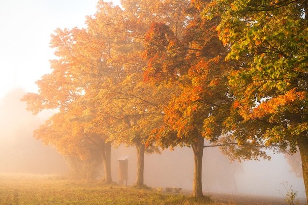 Bunte Herbstfarben auf den Bäumen im Wald Schöne Herbstnatur